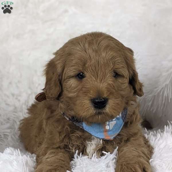 Cupid, Mini Goldendoodle Puppy